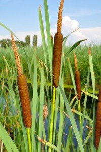 Cattails