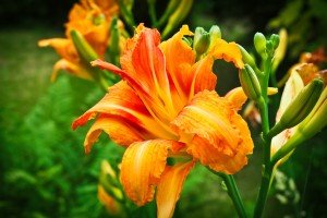 Daylilies