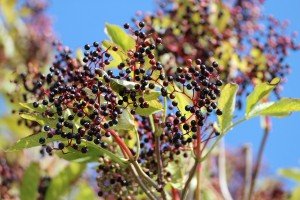 Elderberries