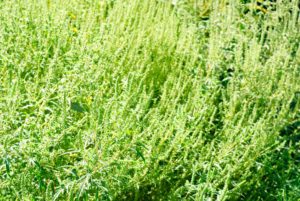 Ragweed RAGWEED
