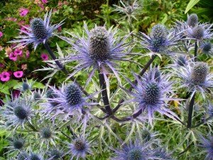 Thistles